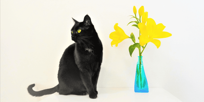 Easter lilies, lilies, lily toxicity in cats, no lilies for kitties, emergency vet, Twin Cities emergency vet, Oakdale emergency animal hospital, St. Paul animal emergency hospital, Animal Emergency & Referral Center of Minnesota, pet toxins, cat toxins, deadly toxic flowers