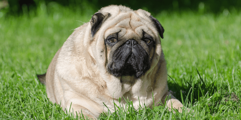pet obesity, pet health, obese pets, Animal Emergency & Referral Center of Minnesota, board-certified veterinary internist, Internal Medicine Service