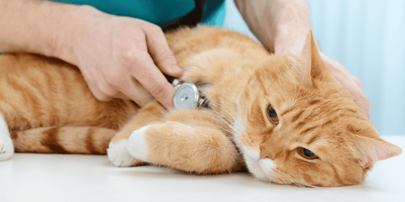 pet obesity, pet health, obese pets, Animal Emergency & Referral Center of Minnesota, board-certified veterinary internist, Internal Medicine Service