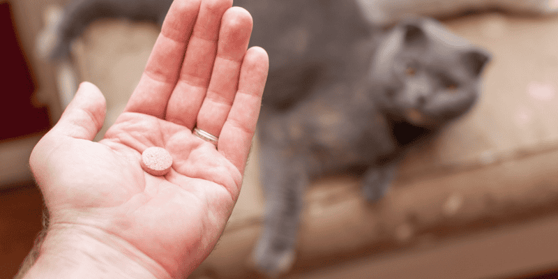cat oral medications, cat pills, how to give your cat a pill, pill pockets for cats, cat owners, cat health, Animal Emergency & Referral Center of Minnesota