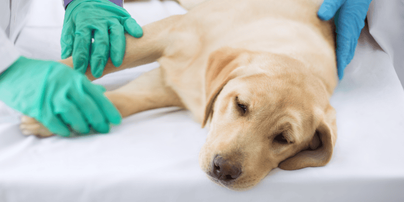 Gorilla Glue, gorilla glue dangers to pets, dangers of ingesting gorilla glue, pet emergency, cyano-bezoars, pet health, Animal Emergency & Referral Center of Minnesota, Twin Cities animal emergency hospital, Saint Paul animal emergency hospital