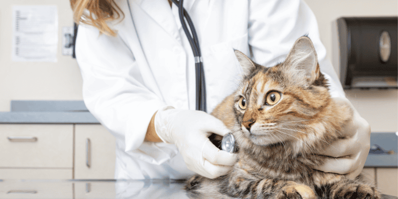 emergency prevention, pet emergency, preventing a pet emergency, pet owners, pet parents, veterinary, veterinary medicine, Animal Emergency & Referral Center of Minnesota, Twin Cities emergency vet, Saint Paul emergency vet, Oakdale emergency vet