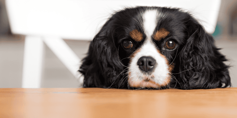 emergency prevention, pet emergency, preventing a pet emergency, pet owners, pet parents, veterinary, veterinary medicine, Animal Emergency & Referral Center of Minnesota, Twin Cities emergency vet, Saint Paul emergency vet, Oakdale emergency vet