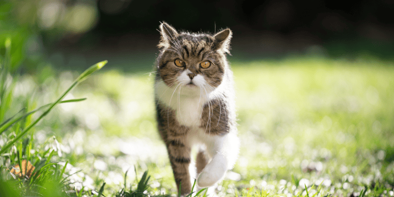 indoor cats, outdoor cats, cat health, cat safety, Animal Emergency & Referral Center of Minnesota