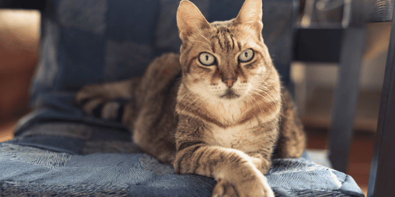 indoor cats, outdoor cats, cat health, cat safety, Animal Emergency & Referral Center of Minnesota
