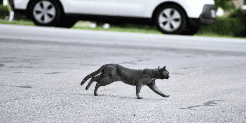 indoor cats, outdoor cats, cat health, cat safety, Animal Emergency & Referral Center of Minnesota
