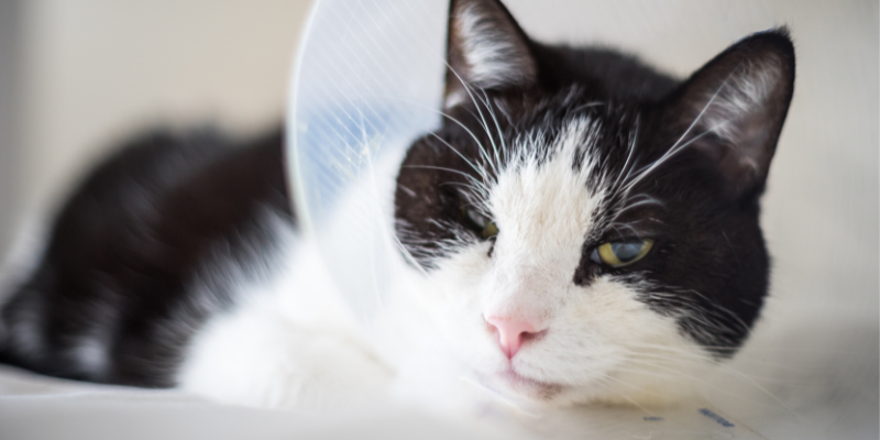 common pet emergencies, veterinary, emergency vet, Twin Cities emergency vet, Minnesota emergency vet, Animal Emergency & Referral Center of Minnesota