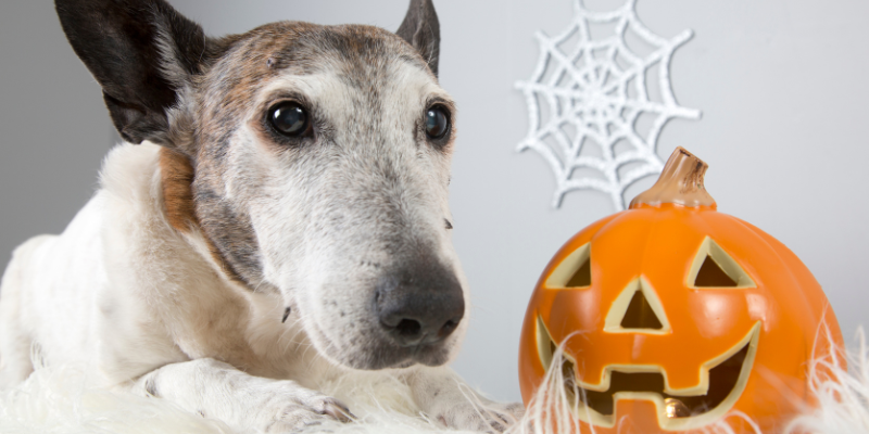 Halloween pet dangers, Halloween and pets, pet health, pet safety, Halloween pet safety, Animal Emergency & Referral Center of Minnesota