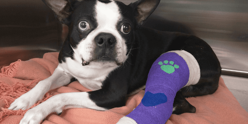 fracture repair, pet surgeries, AERC Surgery Service, most common pet surgeries, board-certified veterinary surgeon, Animal Emergency & Referral Center of Minnesota, pet surgeon, Twin Cities pet surgeon, Minnesota pet surgeon, pet health, veterinary surgery