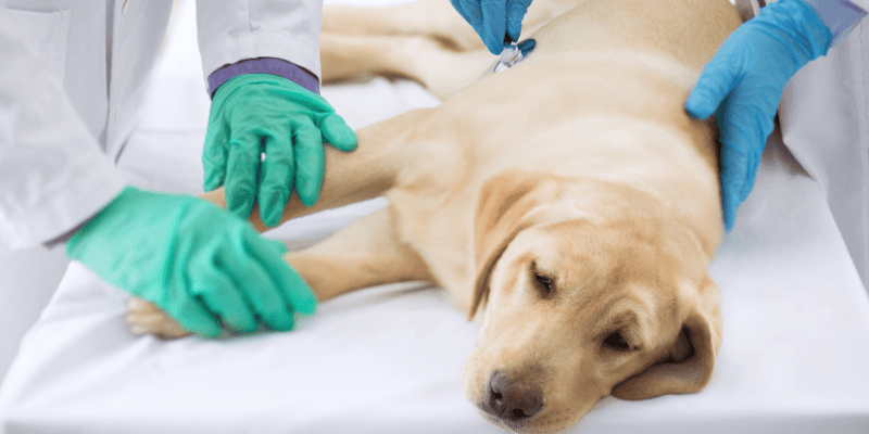 sick puppy, pet emergencies, emergency pet surgery, veterinary surgery, Twin Cities board-certified veterinary surgeon, Minnesota board-certified veterinary surgeon, Animal Emergency & Referral Center of Minnesota, veterinary surgery, emergency veterinary surgery, most common reasons for pets to need emergency surgery