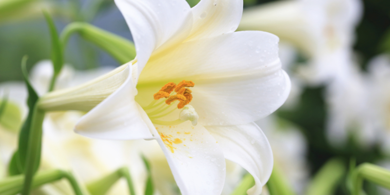 Easter lilies, lilies, lily toxicity in cats, no lilies for kitties, emergency vet, Twin Cities emergency vet, Oakdale emergency animal hospital, St. Paul animal emergency hospital, Animal Emergency & Referral Center of Minnesota, pet toxins, cat toxins, deadly toxic flowers