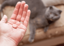 cat oral medications, cat pills, how to give your cat a pill, pill pockets for cats, cat owners, cat health, Animal Emergency & Referral Center of Minnesota