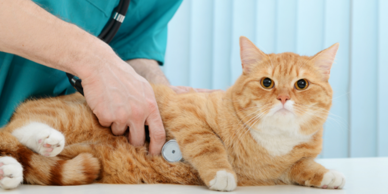 cats, cat health, reasons to take your cat to the vet, Animal Emergency & Referral Center of Minnesota, Twin Cities emergency vet, Minnesota emergency vet