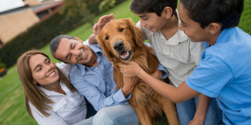 dog, dog adoption, adopt a dog, pet adoption, reasons to adopt a dog, Animal Emergency & Referral Center of Minnesota