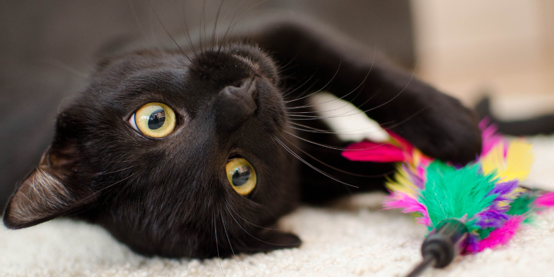 black cats, black cat superstitions, Animal Emergency & Referral Center of Minnesota