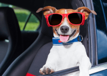 traveling with pets, pet car safety, traveling with pets, road trip with pets, pet safety, Animal Emergency & Referral Center of Minnesota