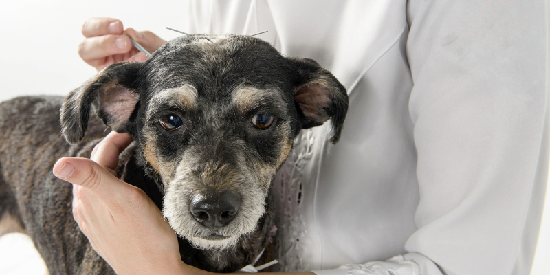 acupuncture, acupuncture for pets, pet acupuncture, veterinary acupuncture, Animal Emergency & Referral Center of Minnesota