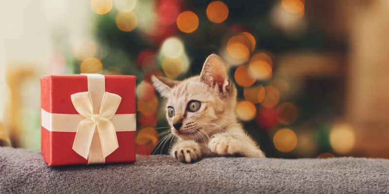 gifts for pet lovers, pet parent gifts, pet owner gifts, Animal Emergency & Referral Center of Minnesota, holiday gifts for pet owners, holiday gifts for pet lovers