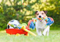 dog chew toys, chew toy safety for dogs, Dentistry & Oral Surgery, veterinary dentistry, veterinary oral surgery, Animal Emergency & Referral Center of Minnesota