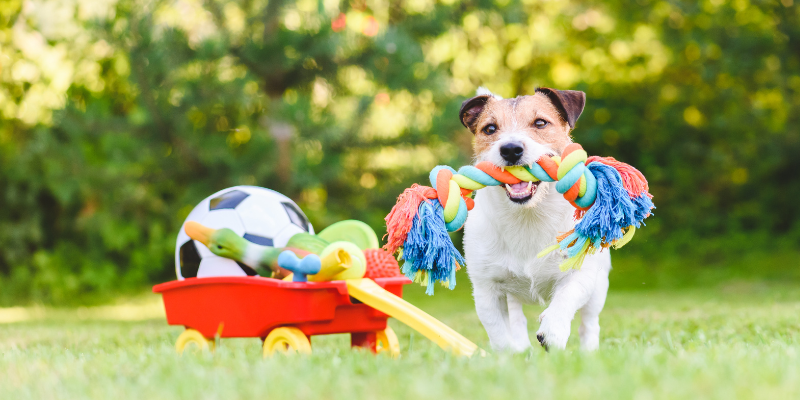 dog chew toys, chew toy safety for dogs, Dentistry & Oral Surgery, veterinary dentistry, veterinary oral surgery, Animal Emergency & Referral Center of Minnesota