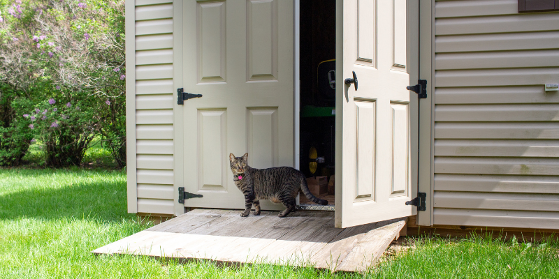 cat, shed, open door, garage, pet toxins, pet poisons, poison prevention month, pet-proof your home, pet health, pet safety, veterinary emergency, pet emergency, Animal Emergency & Referral Center of Minnesota