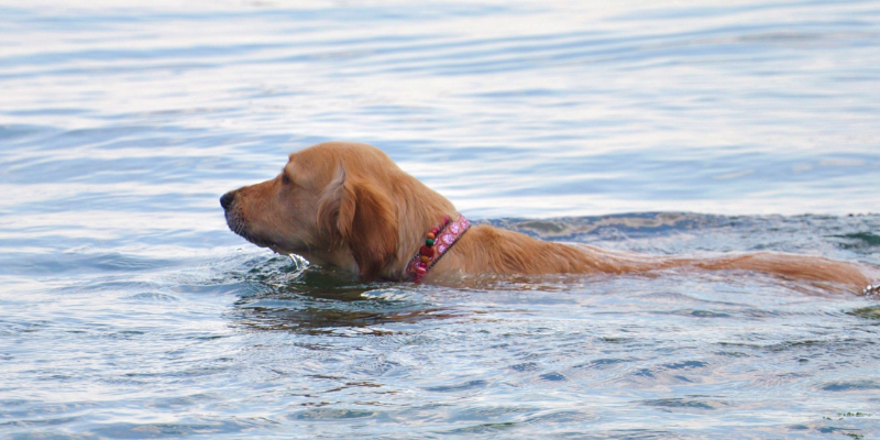 dog swimming, teaching dog how to swim, dog lake, swimming safety for dogs, lake safety for dogs, Animal Emergency & Referral Center of Minnesota