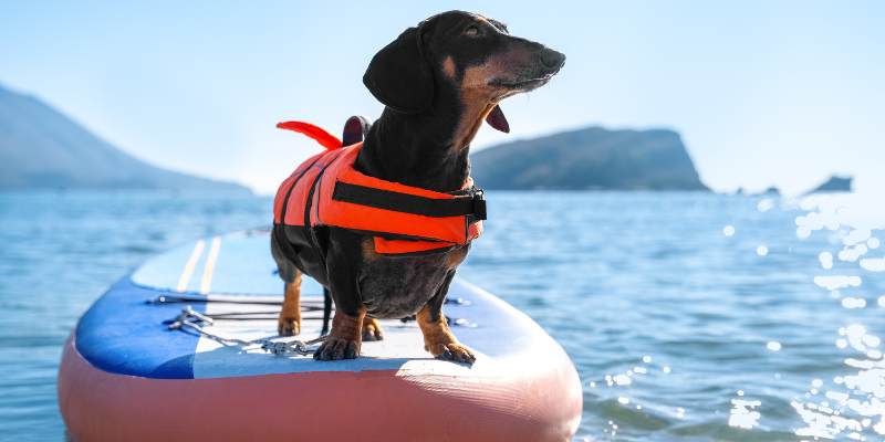 dog swimming, teaching dog how to swim, dog lake, swimming safety for dogs, lake safety for dogs, Animal Emergency & Referral Center of Minnesota