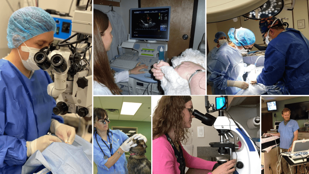 What is a Veterinary Referral Center?