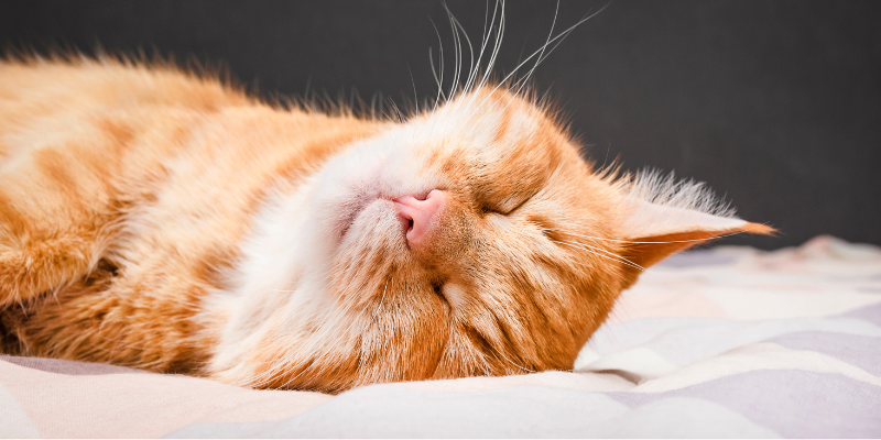 cat health, happy cats, tips to happy healthy cat, cat veterinary, Animal Emergency & Referral Center of Minnesota
