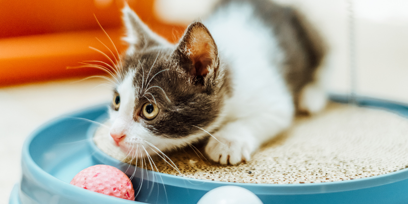 cat health, happy cats, tips to happy healthy cat, cat veterinary, Animal Emergency & Referral Center of Minnesota
