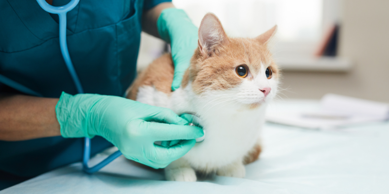 Dr. Google, veterinary advice, medical questions, ask your vet, Animal Emergency & Referral Center of Minnesota, pet emergency, veterinary emergency