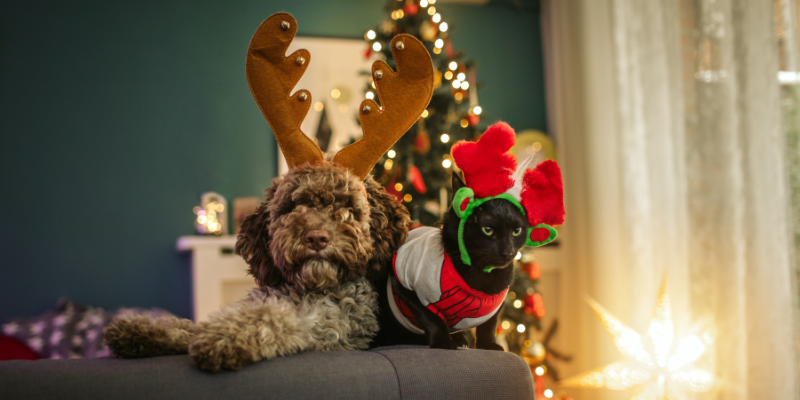 dog, cat, tree, holiday outfits, holiday pet dangers, Christmas pet dangers, holiday pet toxins, Christmas pet toxins, pet emergency, pet health, pet safety, Animal Emergency & Referral Center of Minnesota, Twin Cities emergency vet, Minnesota emergency vet