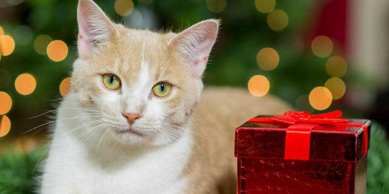 cat, gift box, tree, holiday pet dangers, Christmas pet dangers, holiday pet toxins, Christmas pet toxins, pet emergency, pet health, pet safety, Animal Emergency & Referral Center of Minnesota, Twin Cities emergency vet, Minnesota emergency vet