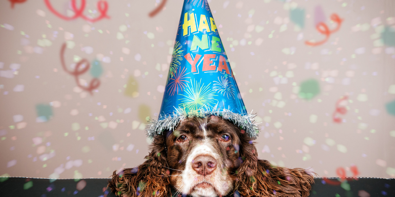 New Year's resolutions, pet resolutions, funny pet resolutions, pet owners, pet parents, veterinary, Animal Emergency & Referral Center of Minnesota 