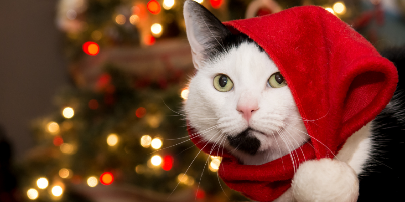 holiday gift guide for cats, cat gifts, cat holiday gifts, Christmas gifts for cats, Animal Emergency & Referral Center of Minnesota