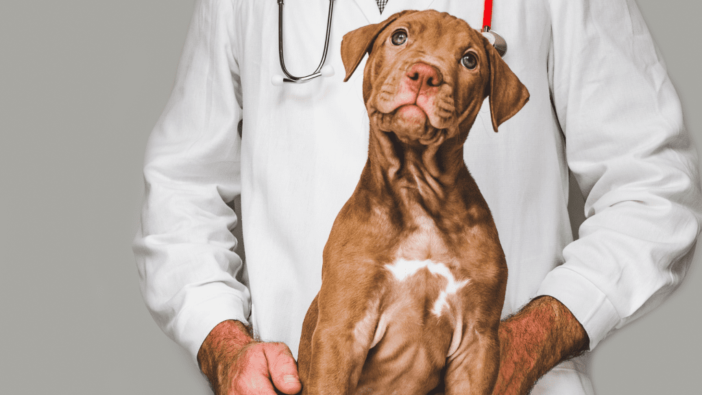 Why Should I Take My Pet to the Vet?