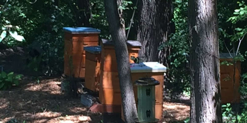 beekeeping, Minnesota beekeeping, Twin Cities beekeeping, backyard beekeeping, veterinary, Animal Emergency & Referral Center of Minnesota