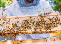 beekeeping, Minnesota beekeeping, Twin Cities beekeeping, backyard beekeeping, veterinary, Animal Emergency & Referral Center of Minnesota