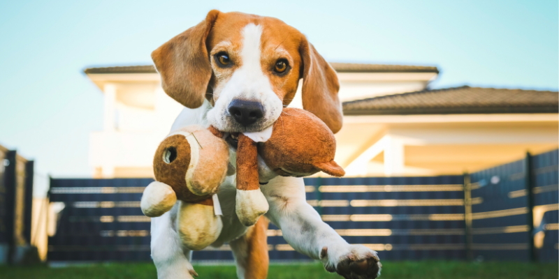 reasons to adopt a dog, dog lovers, dog parents, dog owners, dog health, dog owner responsibilities, Animal Emergency & Referral Center of Minnesota
