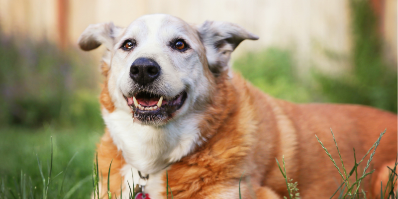 senior dog, reasons to adopt a senior dog, dog, senior dog adoption, dog health, dog owner