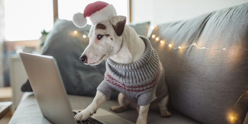 holiday shopping, shopping with dogs, shopping with pets, pet-friendly stores, Animal Emergency & Referral Center of Minnesota