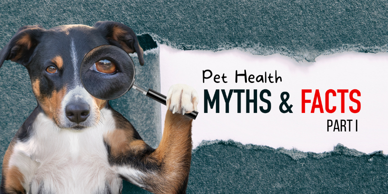 pet health myths, veterinary, Animal Emergency & Referral Center of Minnesota, veterinary medicine, Twin Cities emergency vet, Minnesota emergency vet