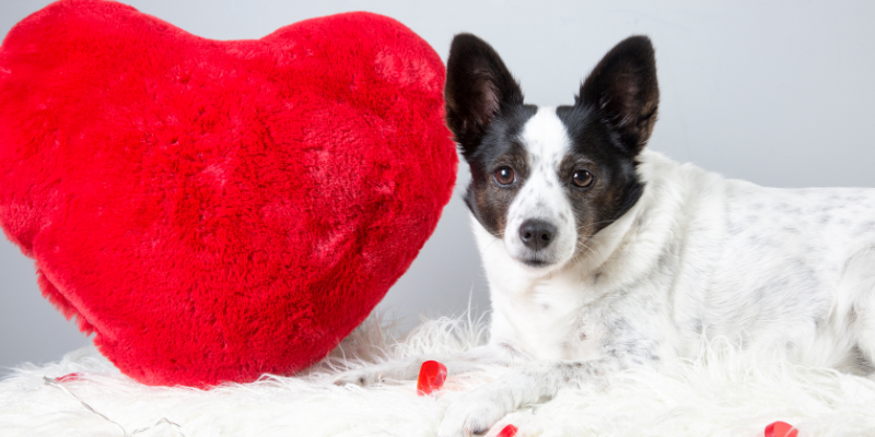 Valentine's Day, Valentine's Day dog gifts, dog gifts, dog mom, dog dad, dog parent, dog owner, dog health, veterinary, emergency vet, Animal Emergency & Referral Center of Minnesota