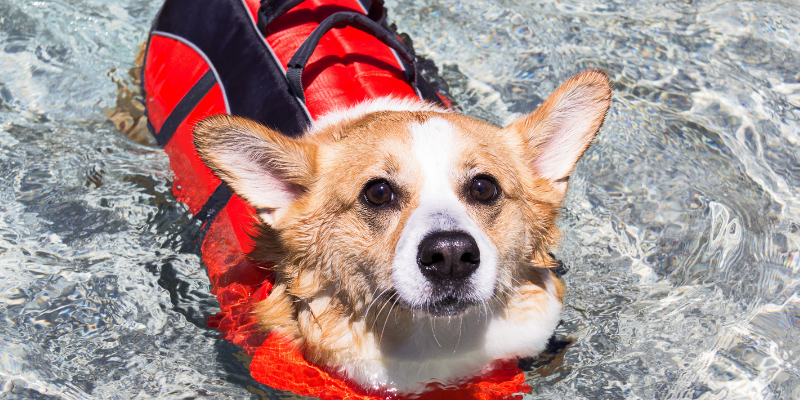 dog, swimming, life jacket, boating, boating with dogs, boat safety, dog owners, lake safety for dogs, dog safety, pet safety, emergency vet, Animal Emergency & Referral Center of Minnesota, Minnesota emergency vet, Twin Cities emergency vet, Minnesota lakes, Twin Cities lakes