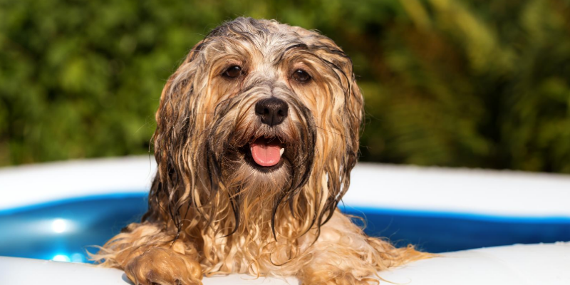 dog, wet, pool, kiddie pool, Labor Day weekend, Labor Day, Labor Day safety tips for pets, pet safety, pet health, Labor Day pet toxins, Labor Day pet hazards, Labor Day pet safety, veterinary, Animal Emergency & Referral Center of Minnesota, Twin Cities emergency vet, Saint Paul emergency vet, oakdale emergency vet