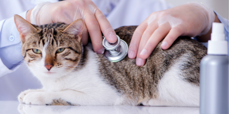 cat parasites, cat preventatives, cat health, cats, emergency vet, Animal Emergency & Referral Center of Minnesota