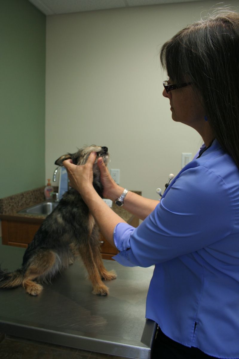 Why Should I Take My Pet to the Vet? Animal Emergency & Referral