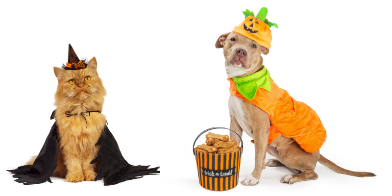 Halloween, pet costumes, pet Halloween costume, Halloween costumes for pets, pet safety, costume safety, Animal Emergency & Referral Center of Minnesota