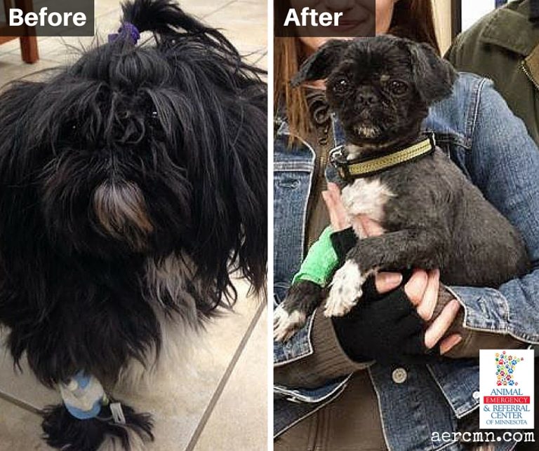 How to Untangle Matted Pet Hair Animal Emergency & Referral Center of Minnesota