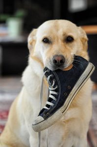 he has his own to chew Paw Sneaker Chew Toy  for Dogs Save your Shoes 